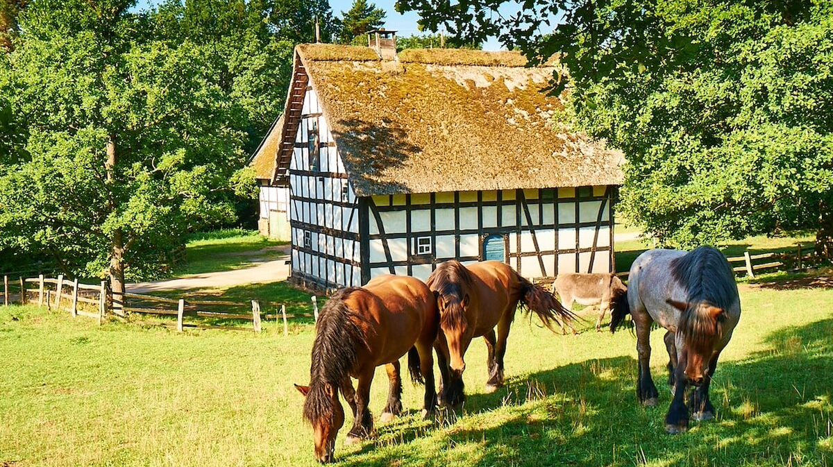 Drei Pferde grasen auf einer Wiese, umgeben von Bäumen. Im Hintergrund steht ein Fachwerkhaus.