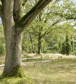 Unterwegs auf dem Hollandgängerweg