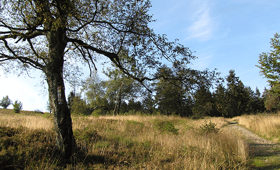 Auf dem Rothaarsteig zum Kahlen Asten