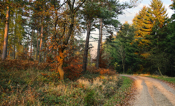 Durch den Hürtgenwald