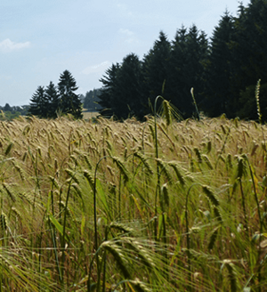 Auf dem Bierweg im Oberbergischen Land