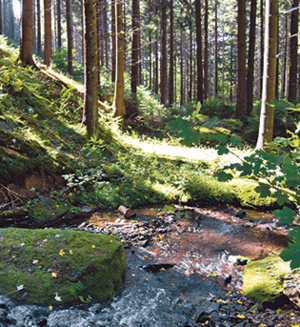 Auf der Sauerland-Waldroute